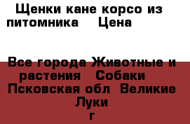 Щенки кане корсо из  питомника! › Цена ­ 65 000 - Все города Животные и растения » Собаки   . Псковская обл.,Великие Луки г.